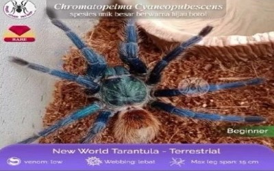 Chromatopelma Cyaneopubescens / GBB /GREEN BOTTLE BLUE JUVIE UNSEX Tarantula